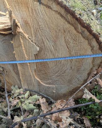 Tronco di quercia 65cm x 350