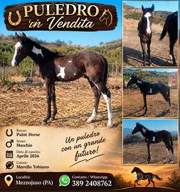 Splendido Puledro Paint horse