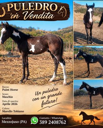 Splendido Puledro Paint horse