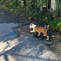 Cane amstaf