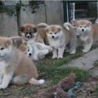 Akita inu cin pedigree enci