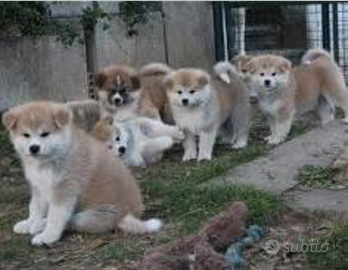 Akita inu cin pedigree enci