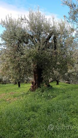 Lotto di terreno con ulivi secolari