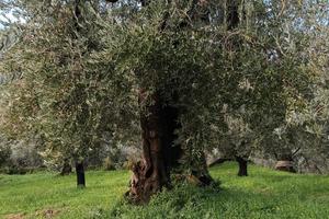 Lotto di terreno con ulivi secolari