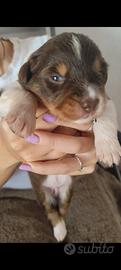 Cuccioli di Pastore Australiano