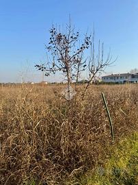 TER. AGRICOLO A BUSSOLENGO