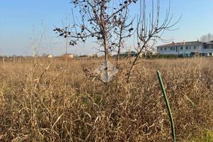 TER. AGRICOLO A BUSSOLENGO