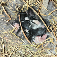 Coniglietti testa di leone