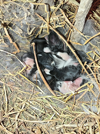 Coniglietti testa di leone