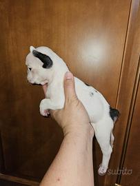 Bulldog Francese caille