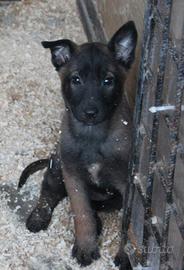 Ultima cucciola di pastore belga malinois