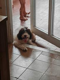 Cucciolo Lagotto Romagnolo maschio
