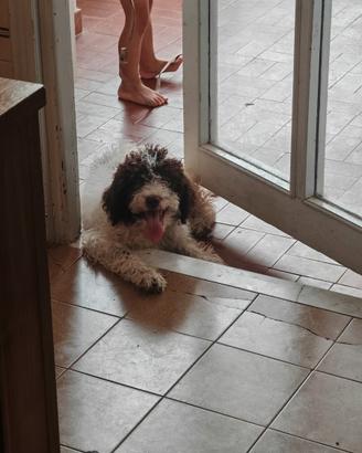 Cucciolo Lagotto Romagnolo maschio