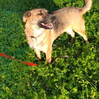 Cagnolina dolce ed educata giovane