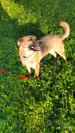 Cagnolina dolce ed educata giovane