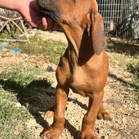 Disponibili cuccioli di Rhodesian Ridgeback