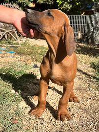 Disponibili cuccioli di Rhodesian Ridgeback