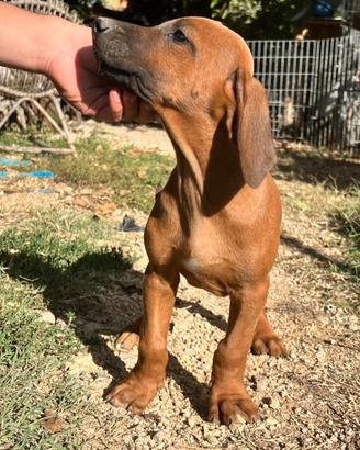 Disponibili cuccioli di Rhodesian Ridgeback