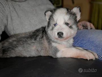 Cucciolo di husky