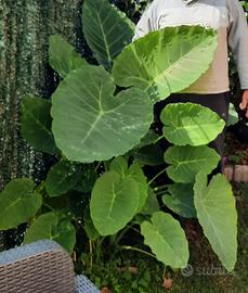 colocasia gigante