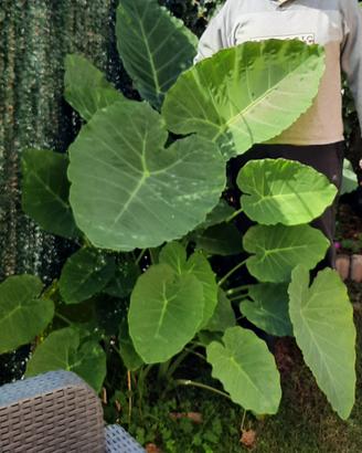 colocasia gigante