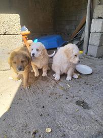 Cuccioli meticci