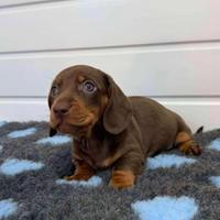 Cuccioli bassotti kaninchen M e F