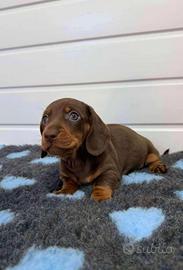 Cuccioli bassotti kaninchen M e F