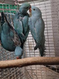 Parrocchetti dal collare blu