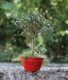 Bonsai Olivastro