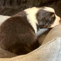 Cucciolo Australian Shepherd Pastore Australiano
