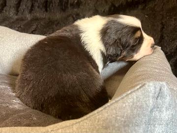 Cucciolo Australian Shepherd Pastore Australiano