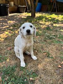 Cucciola simil Labrador