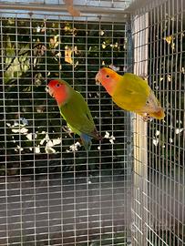 Inseparabili