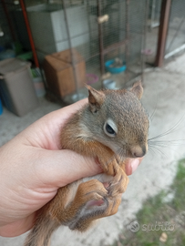 Scoiattolo rosso americano