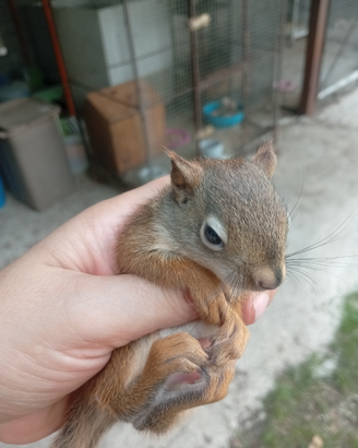 Scoiattolo rosso americano