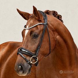 Cavalla Dressage o Salto 5 Anni