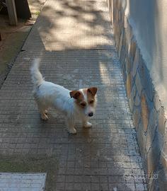 Jack russell femmina
