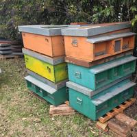 Cassone Italiano per produzione Pappa reale/Regine