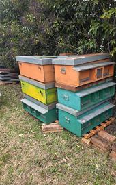 Cassone Italiano per produzione Pappa reale/Regine