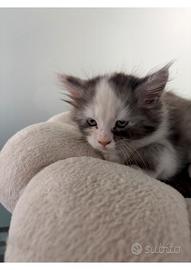 gatti maine coon