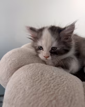 gatti maine coon