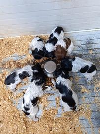 Breton Epagneul