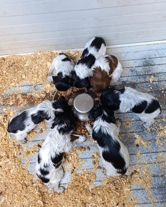 Epagneul Breton con Pedigree ENCI