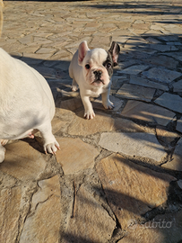 Bulldog Francese