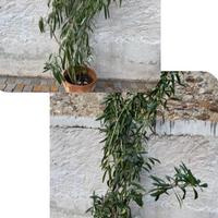 2 piante di oleandro alte con vaso