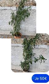 2 piante di oleandro alte con vaso