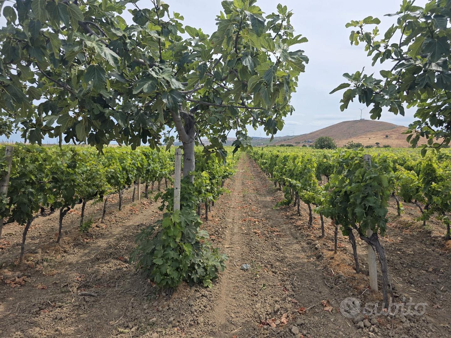 Vendita terreno agricolo - Vista 5