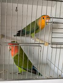 Inseparabili