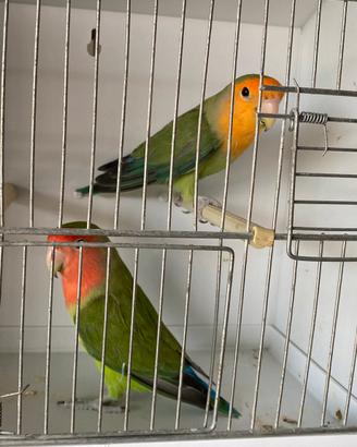 Inseparabili